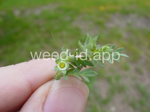 polemonium, annual